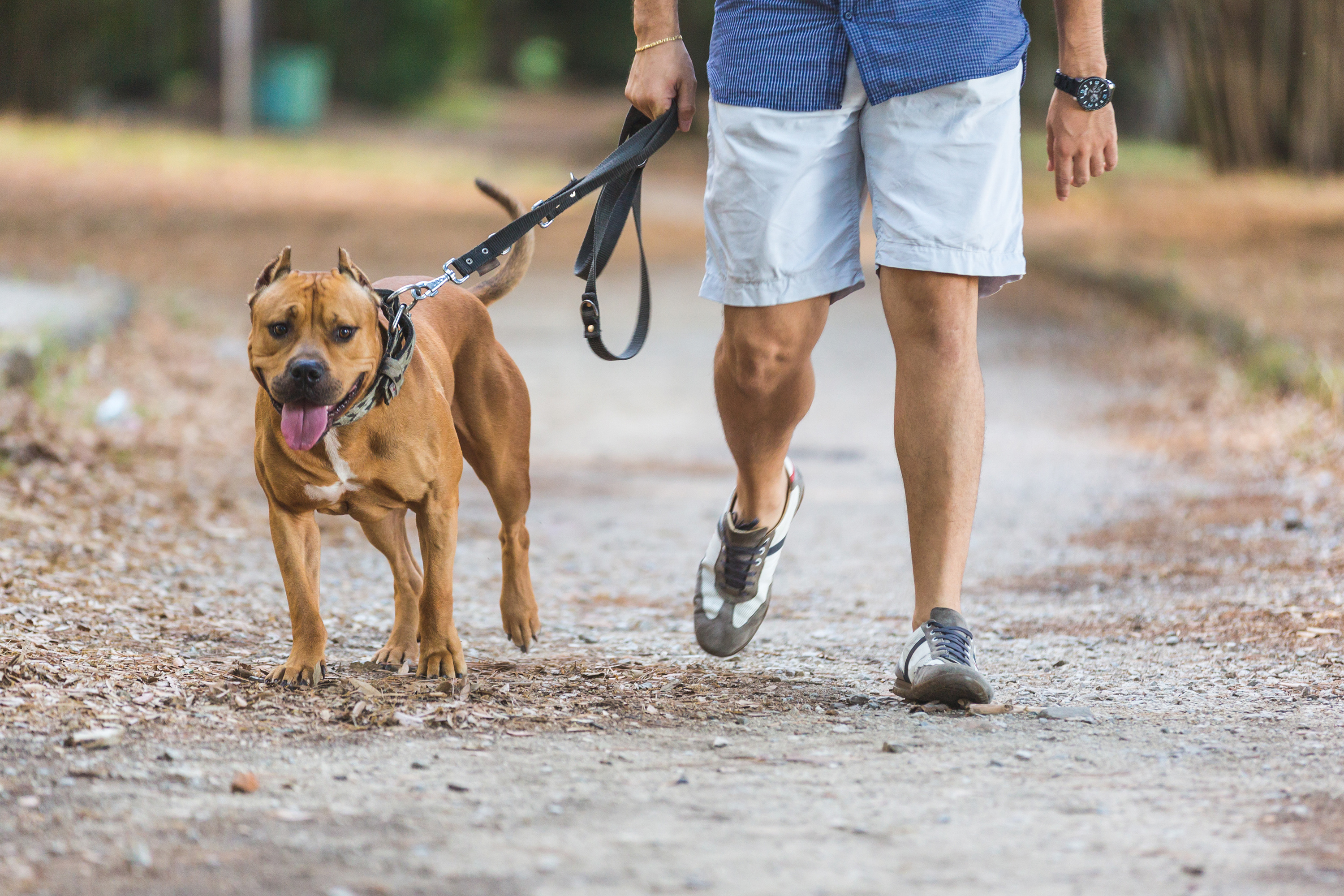 dog walking