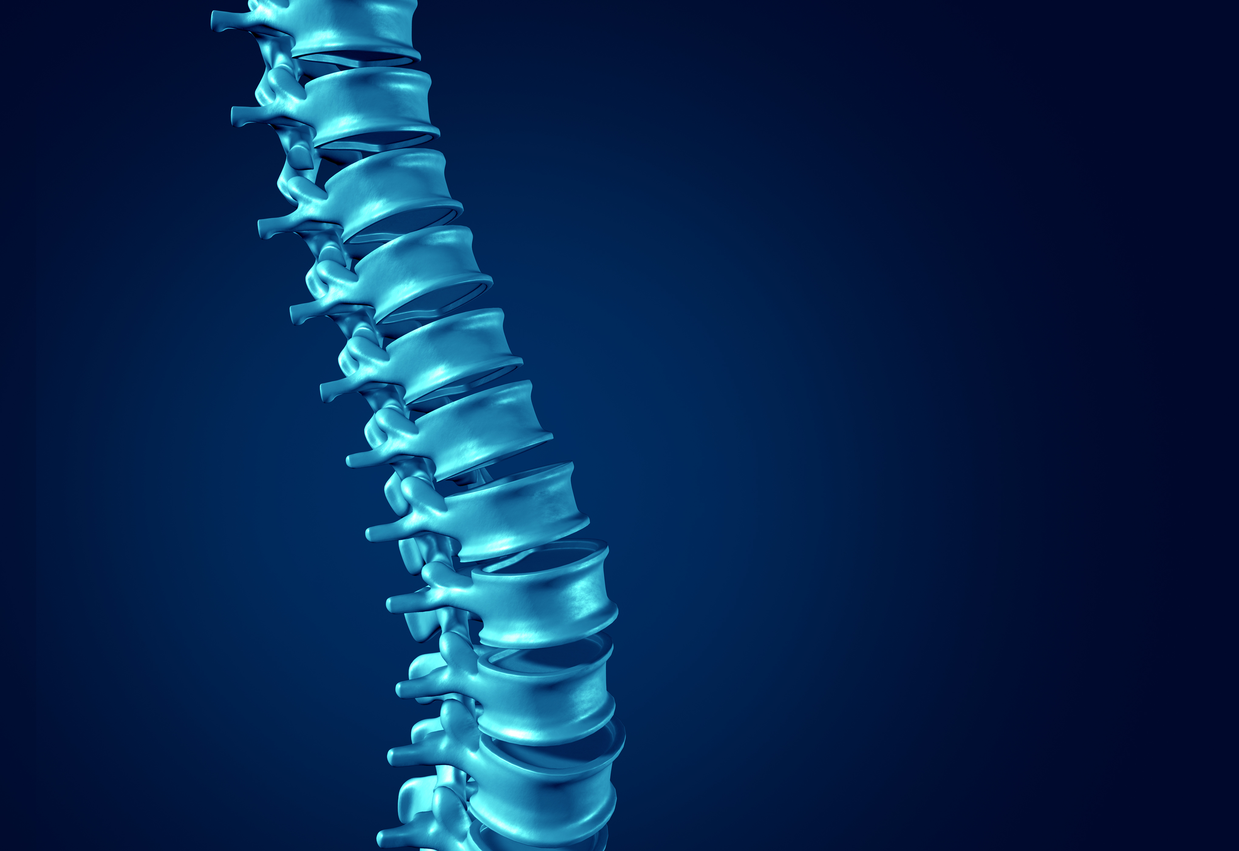 spine
