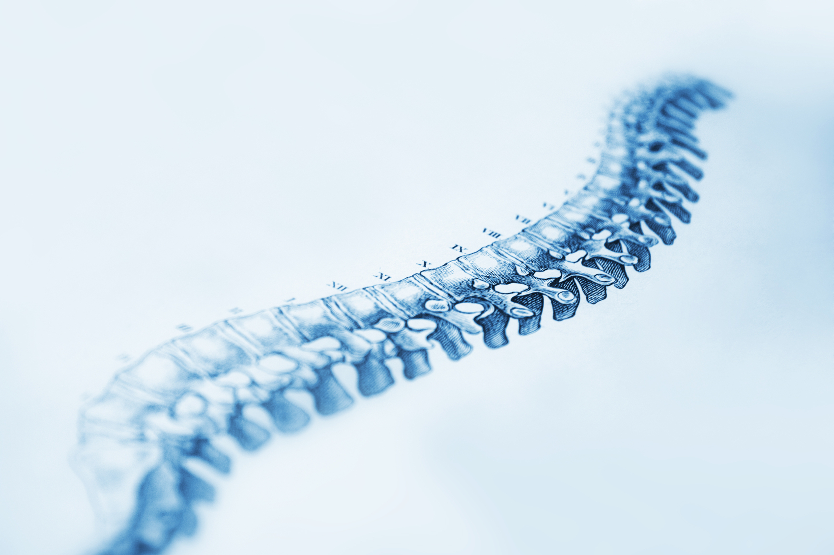 spine image
